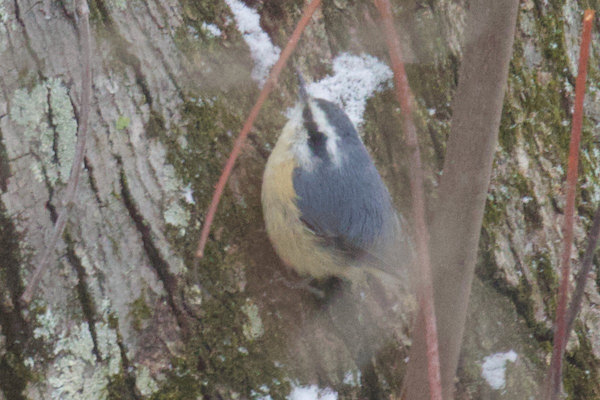 Red-breasted Nuthatch - ML646413996