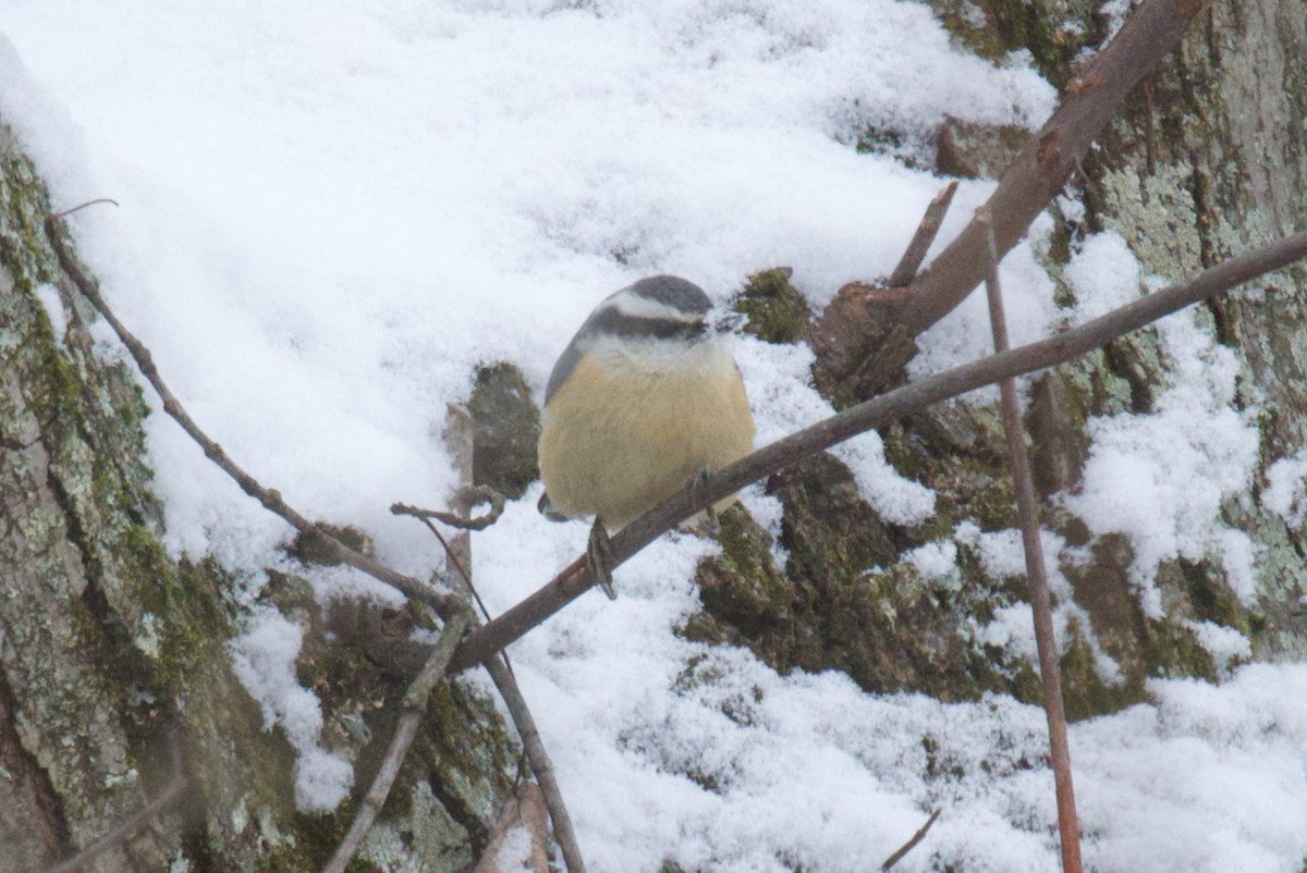 Red-breasted Nuthatch - ML646413997