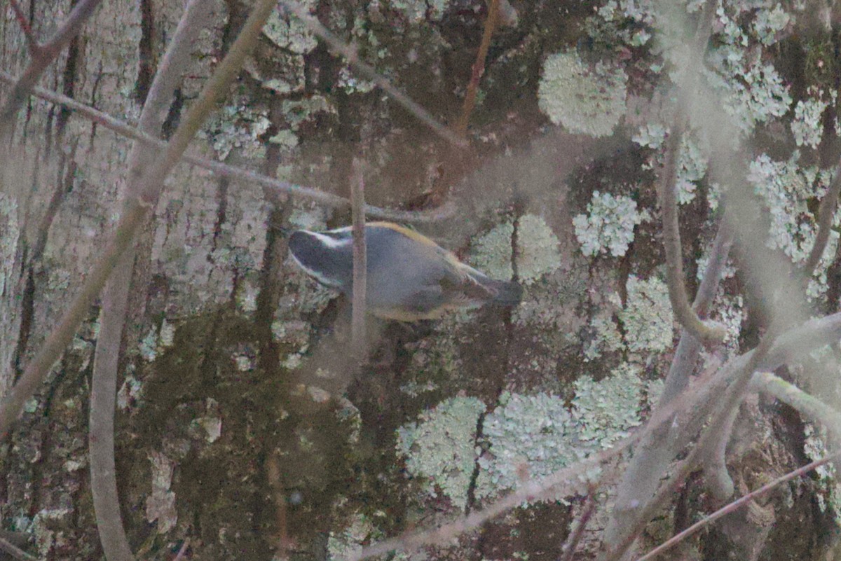 Red-breasted Nuthatch - ML646413998