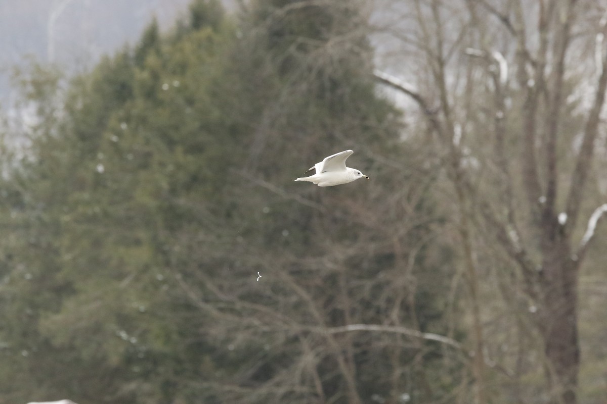 Gavina americana - ML646414000