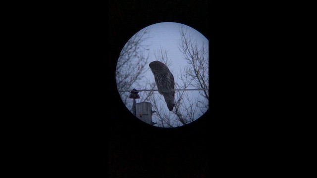 Бородатая неясыть - ML646414001