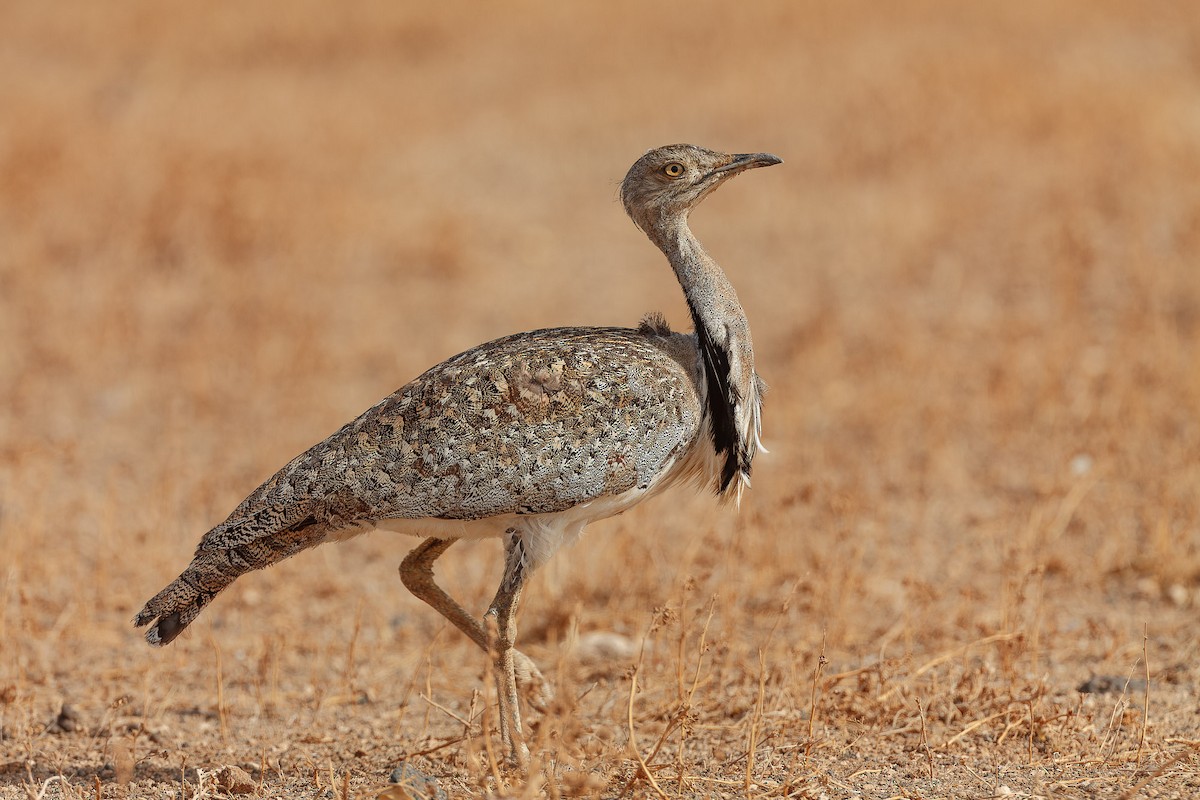 Ubara africana - ML646414002