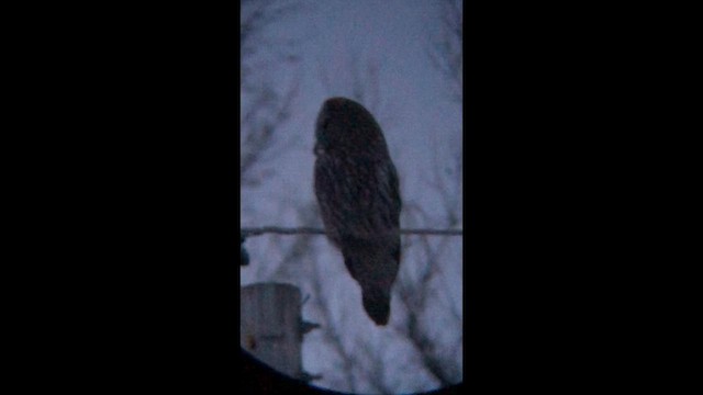 Бородатая неясыть - ML646414003