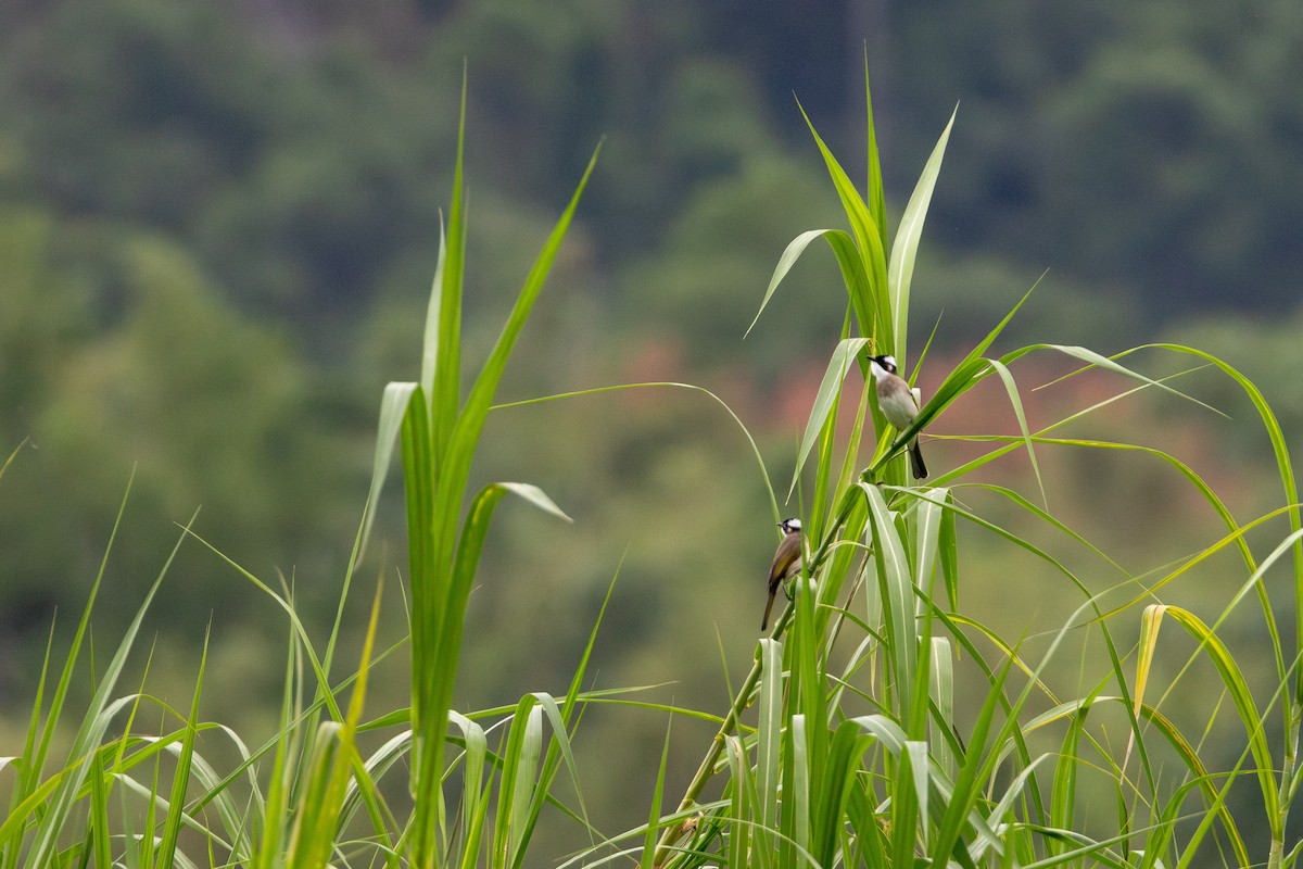 白頭翁 - ML646414004