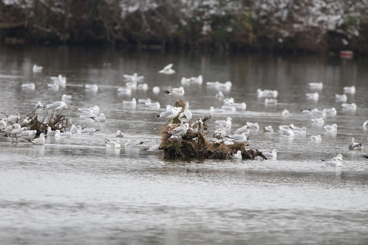 Gavina americana - ML646414006