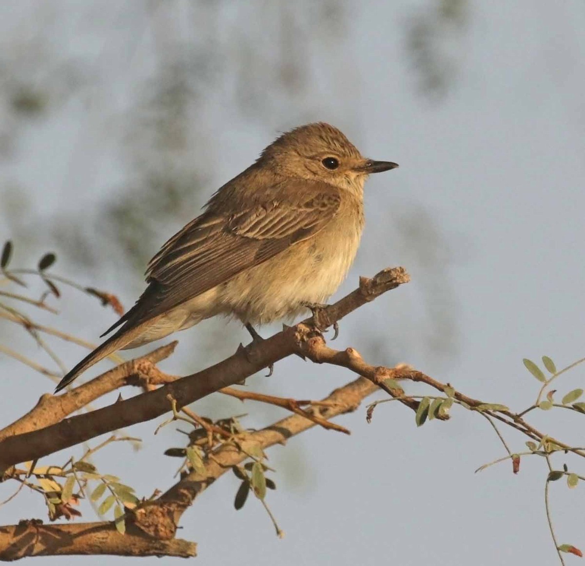 Spotted Flycatcher - ML646414009