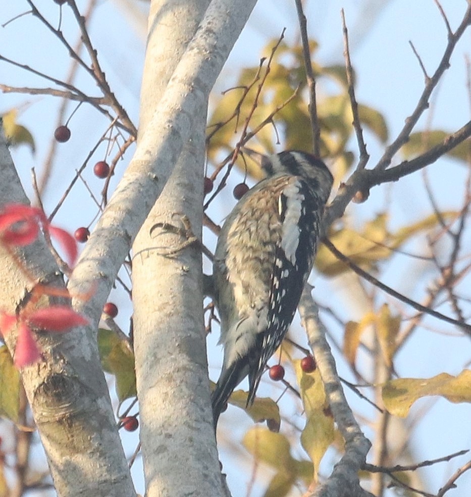 Yellow-bellied Sapsucker - ML646414011