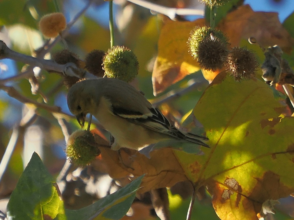čížek žlutý - ML646414012