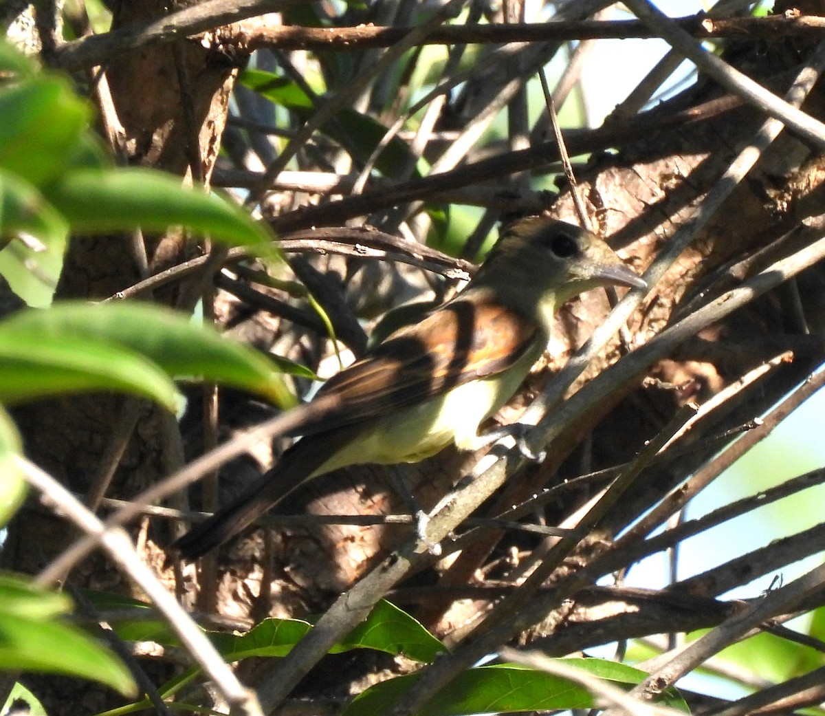 White-winged Becard - ML646414013