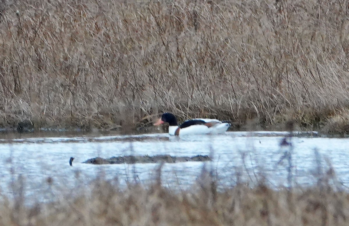 Common Shelduck - ML646414014
