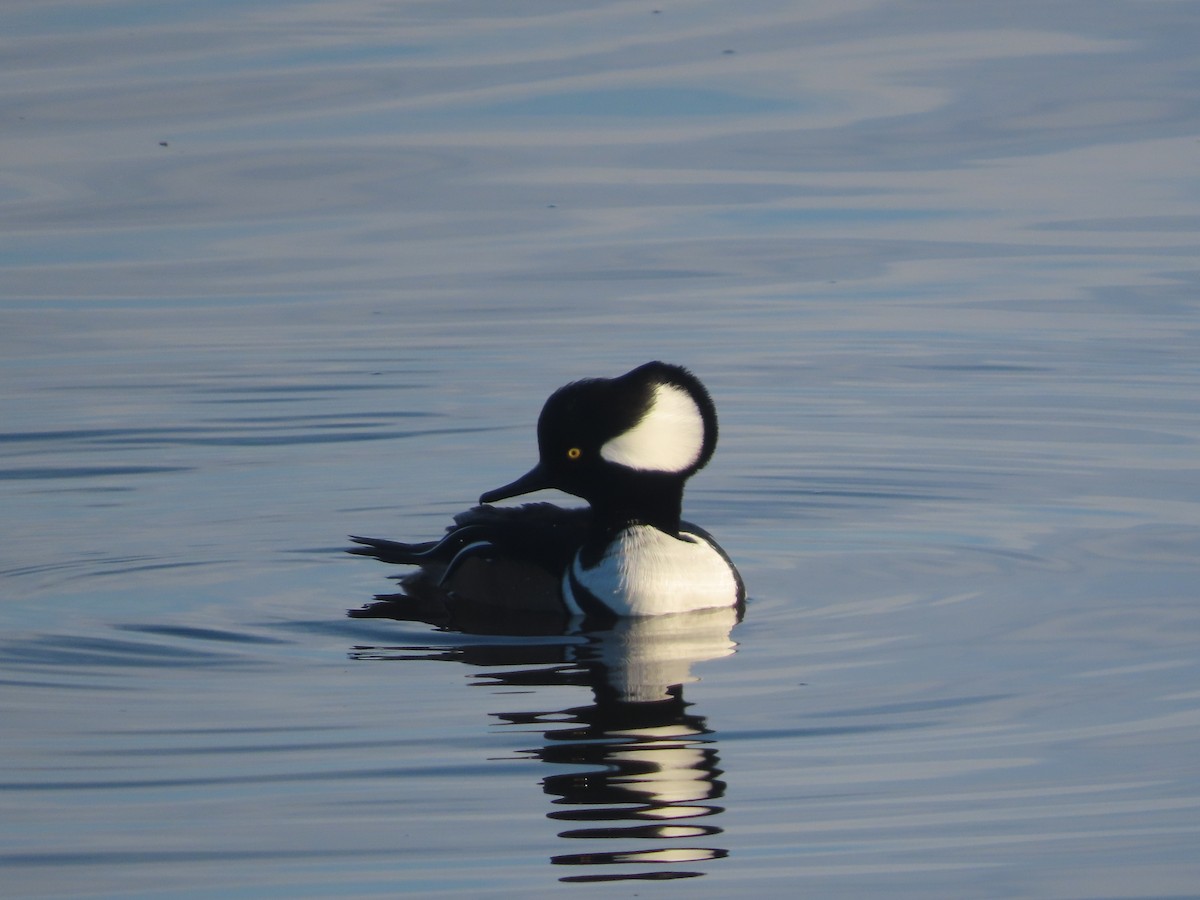Hooded Merganser - ML646414017