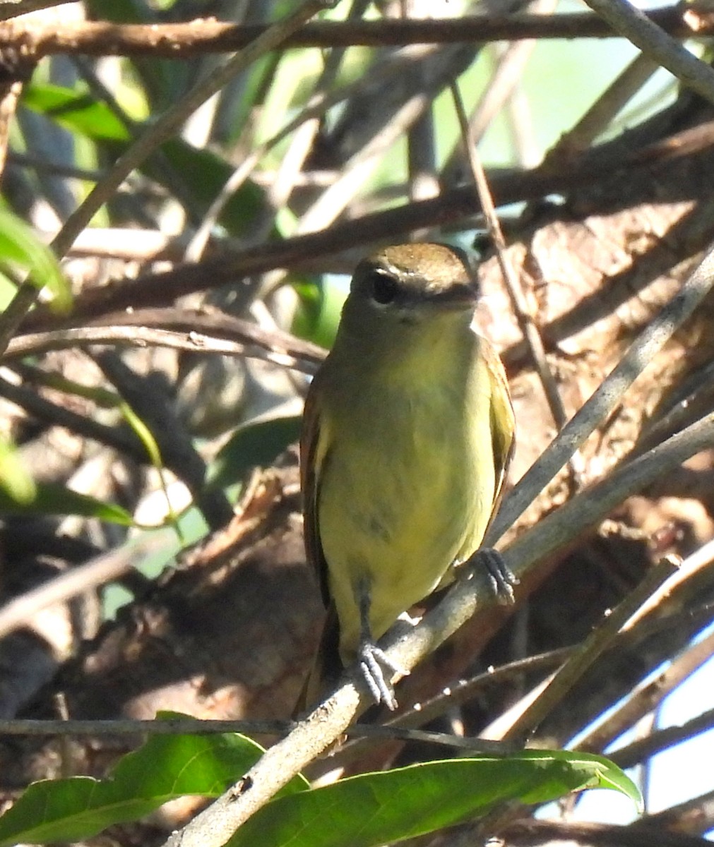 White-winged Becard - ML646414020