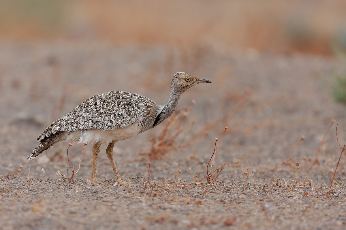 Ubara africana - ML646414021