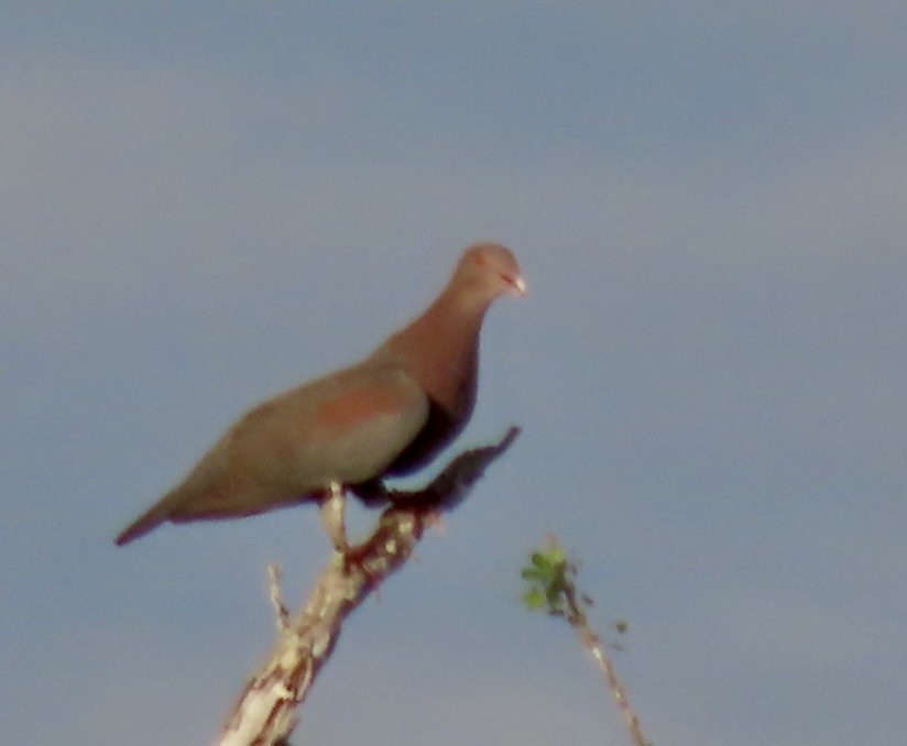 Red-billed Pigeon - ML646414023