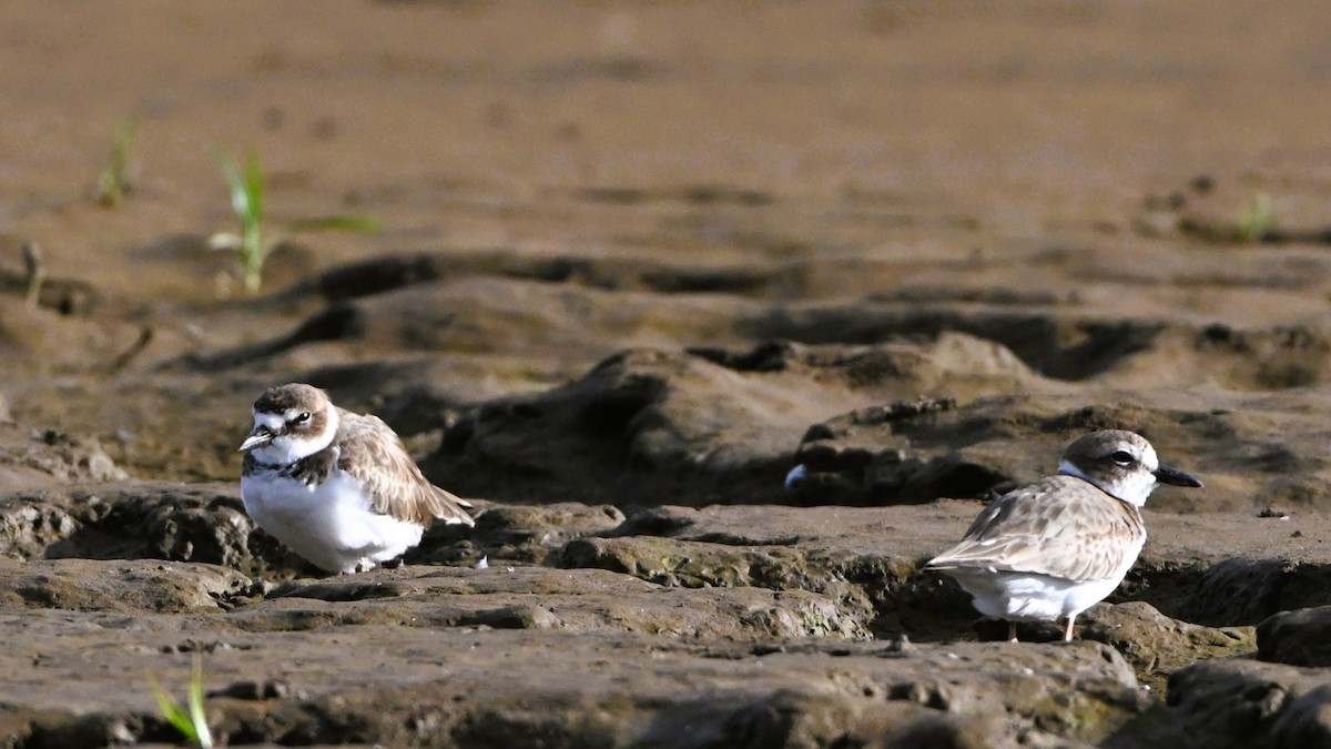 Wilsonregenpfeifer - ML646414028