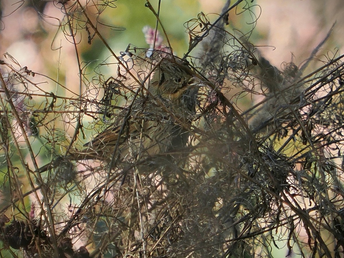 strnadec pruhohlavý - ML646414029