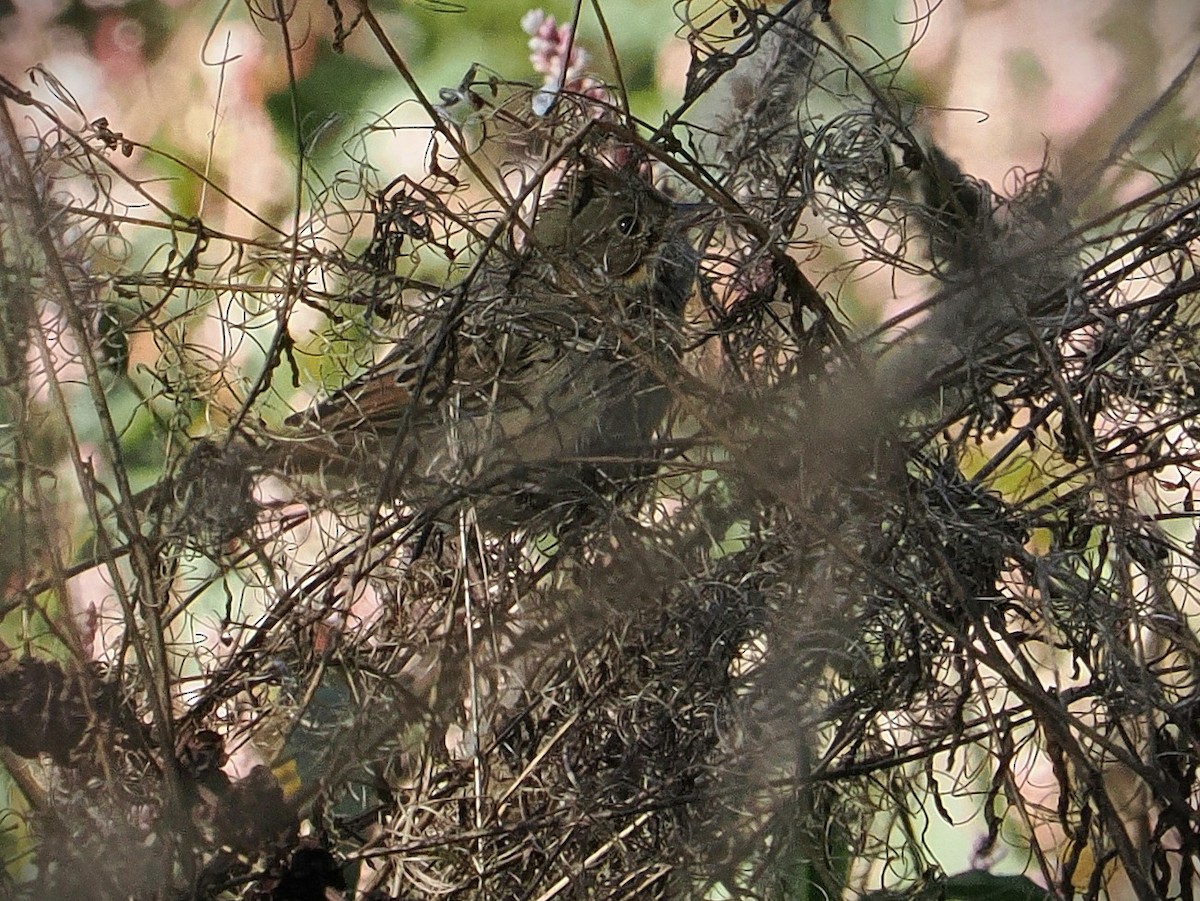 strnadec pruhohlavý - ML646414030