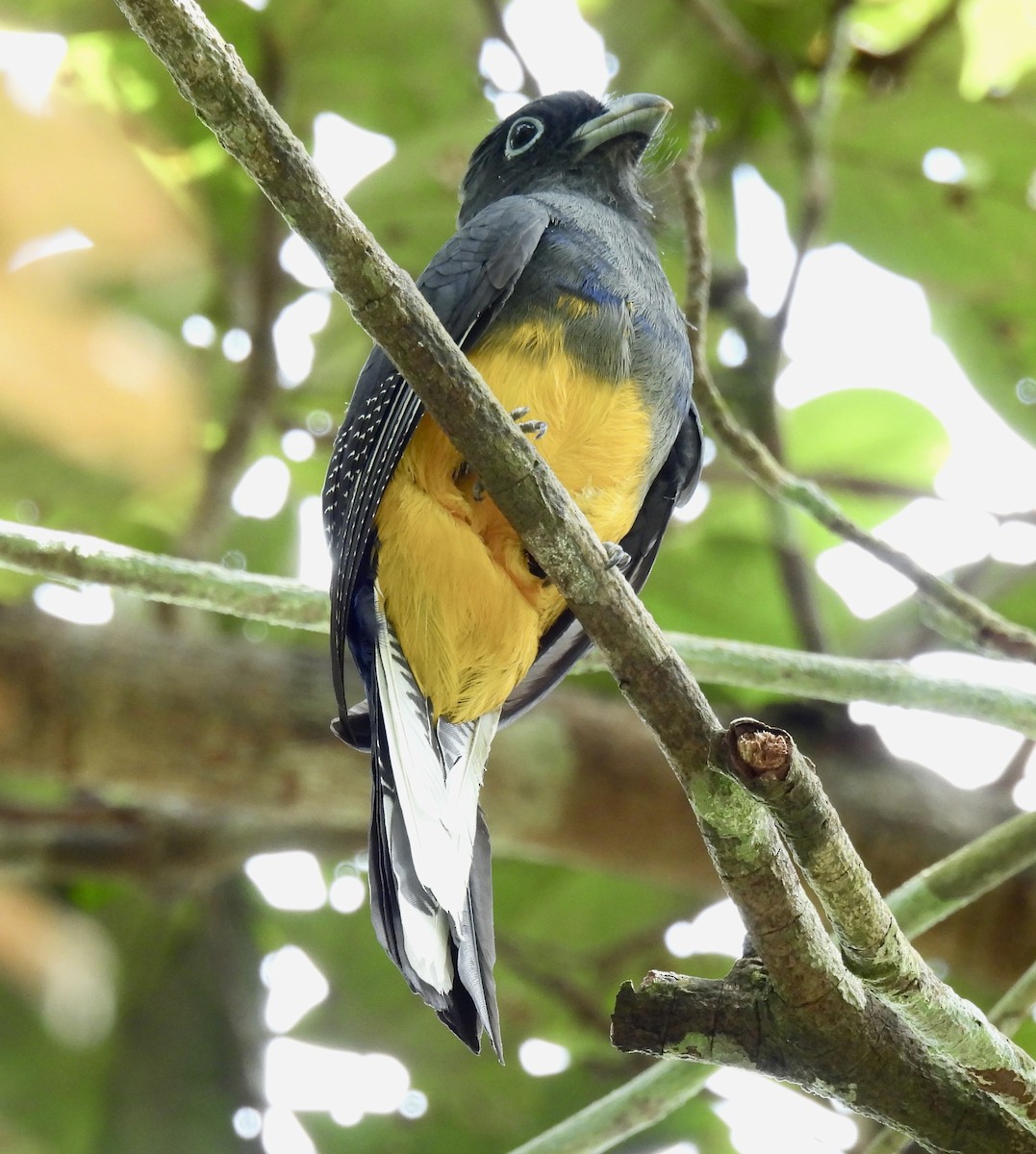 White-tailed Trogon - ML646414034