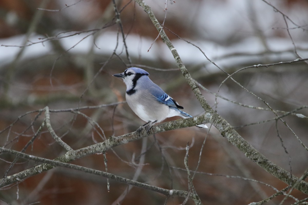 Blue Jay - ML646414037