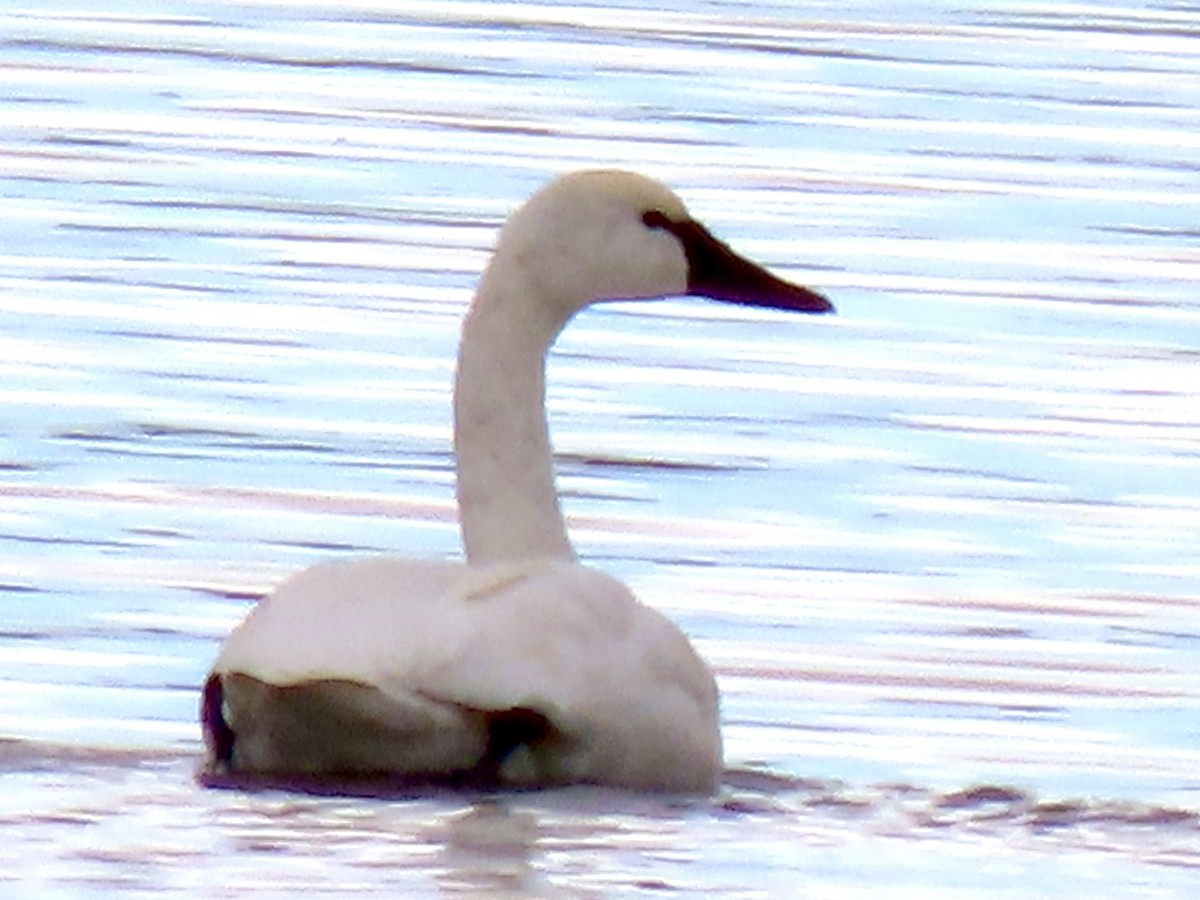 Tundra Swan - ML646414040