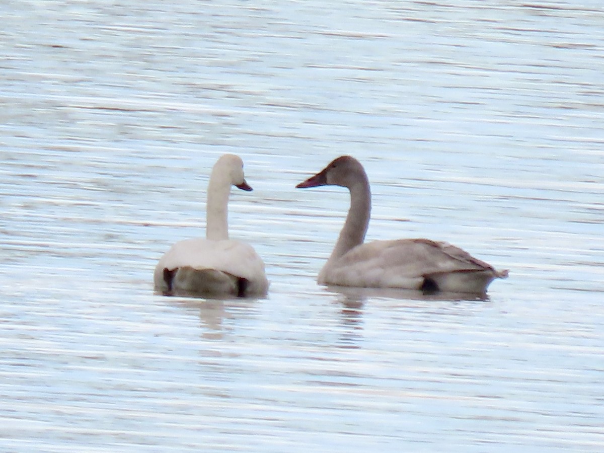 Tundra Swan - ML646414041