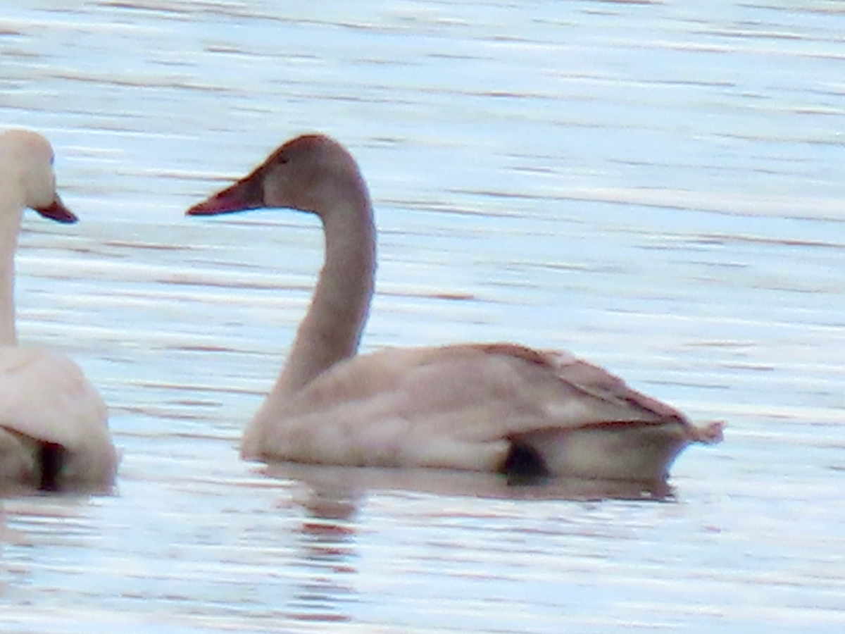 Tundra Swan - ML646414043
