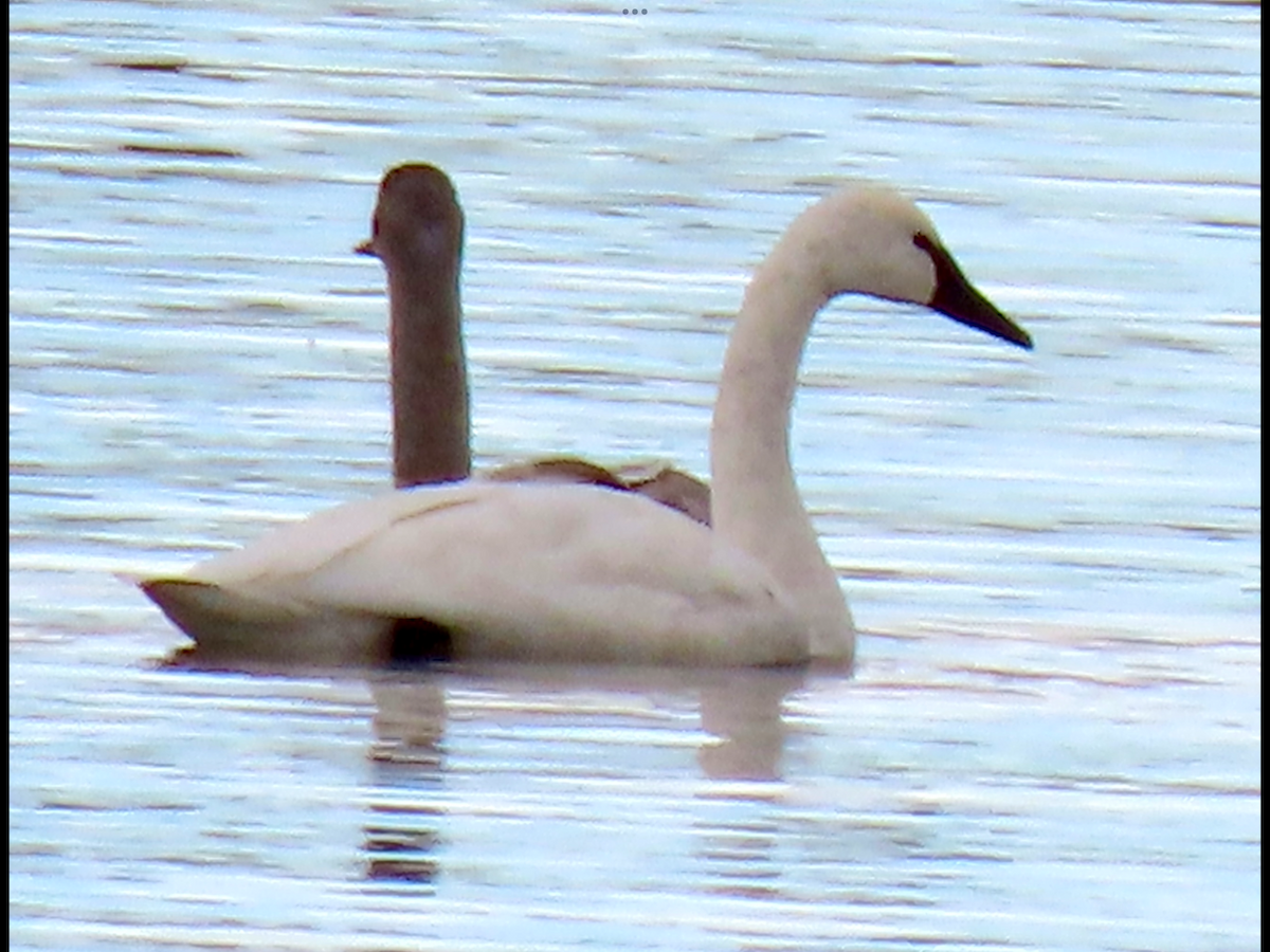 Tundra Swan - ML646414044