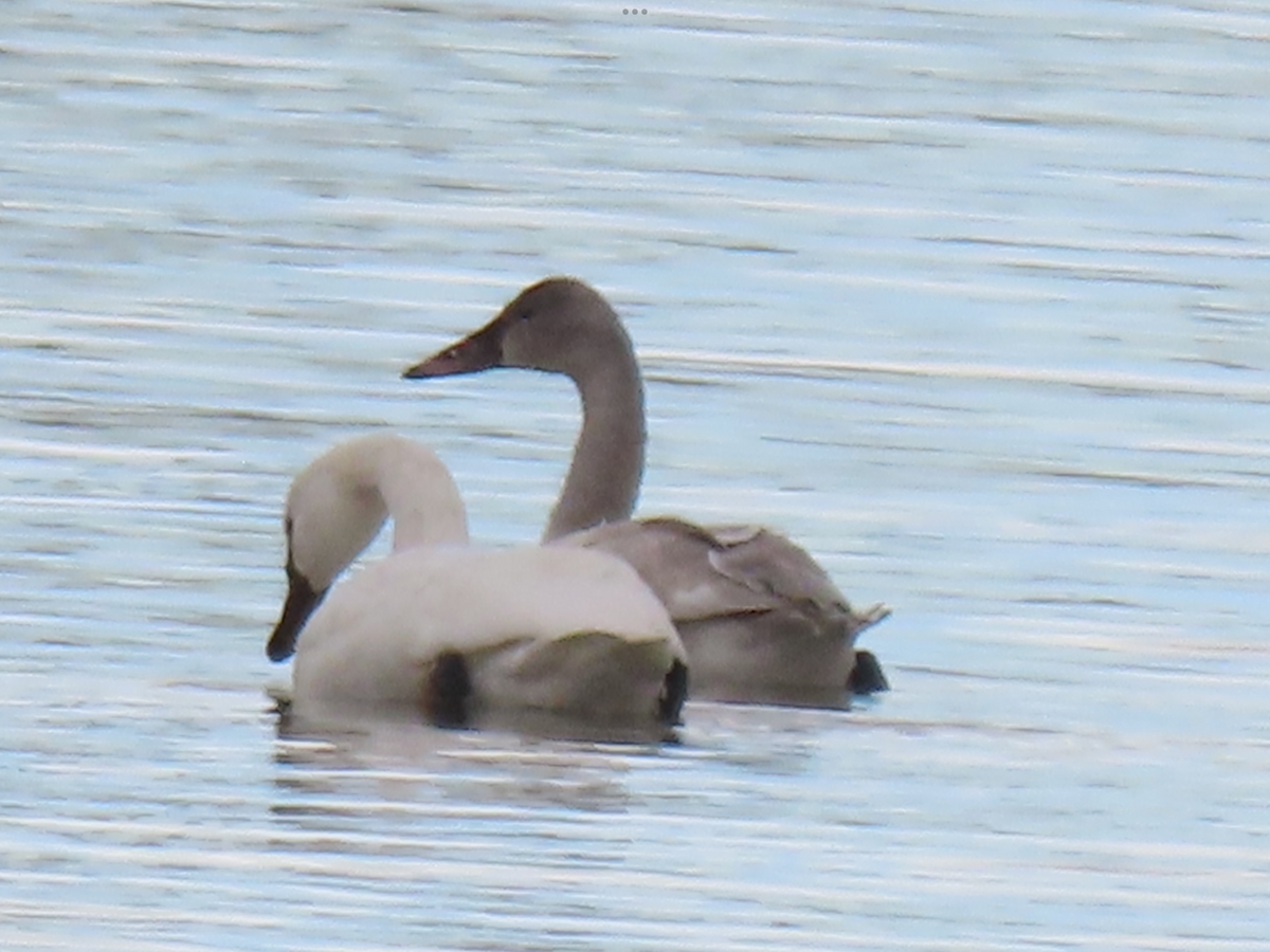 Tundra Swan - ML646414045