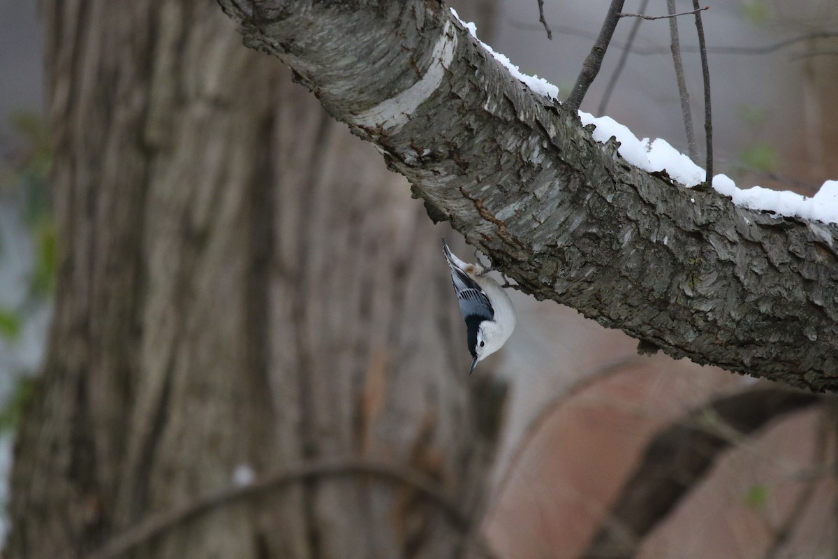 White-breasted Nuthatch - ML646414049