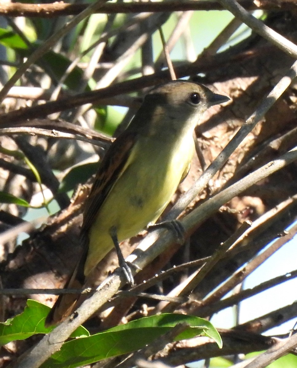 White-winged Becard - ML646414052