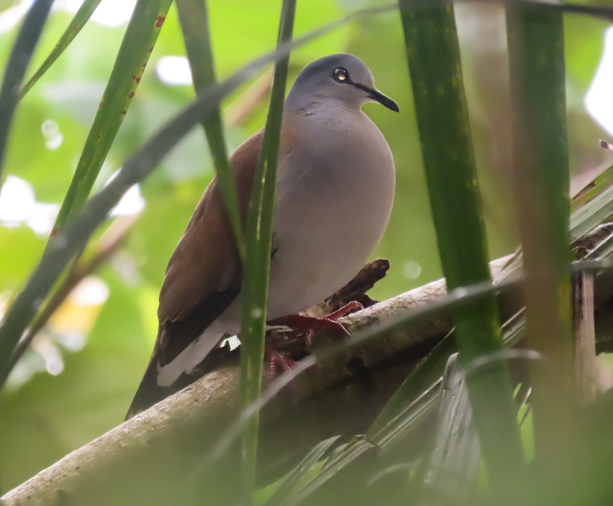 Gray-headed Dove - ML646414058