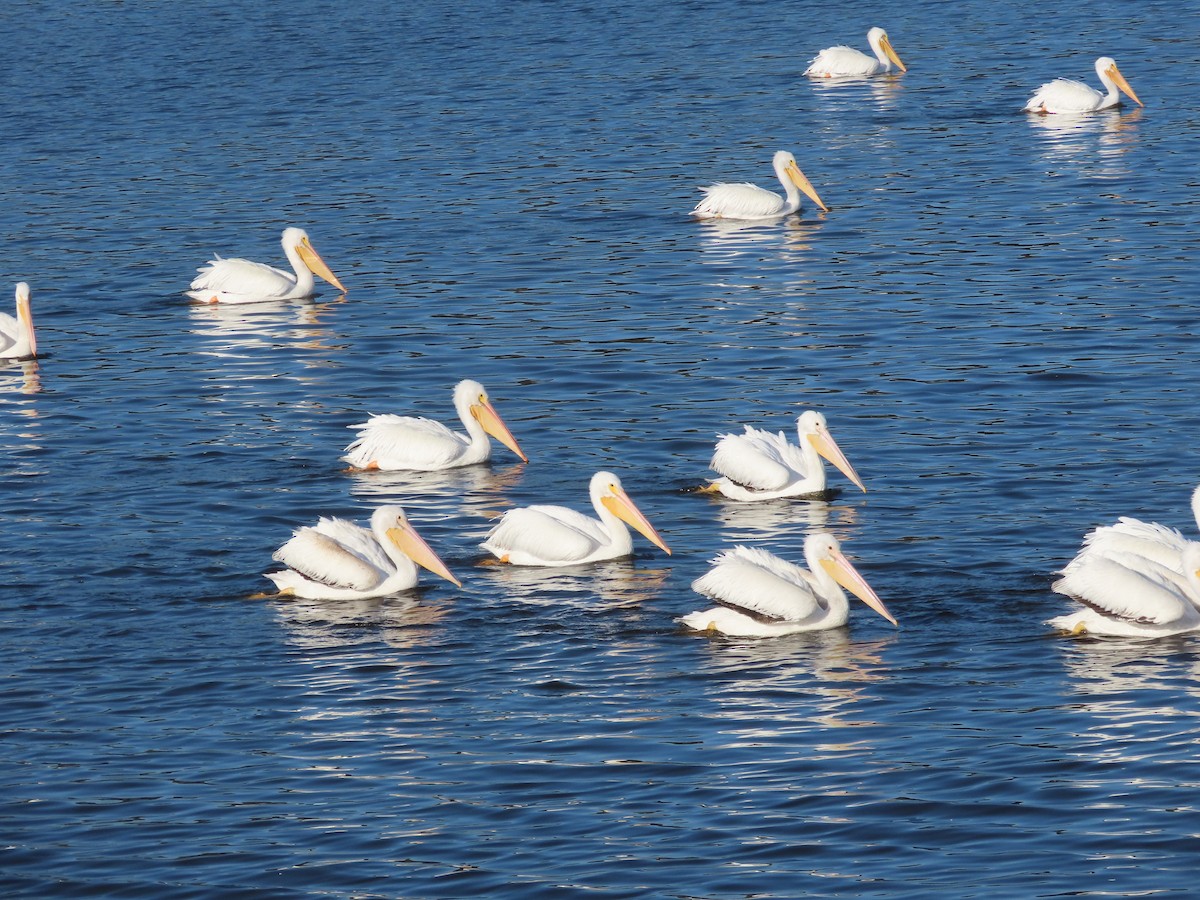 American White Pelican - ML646414060