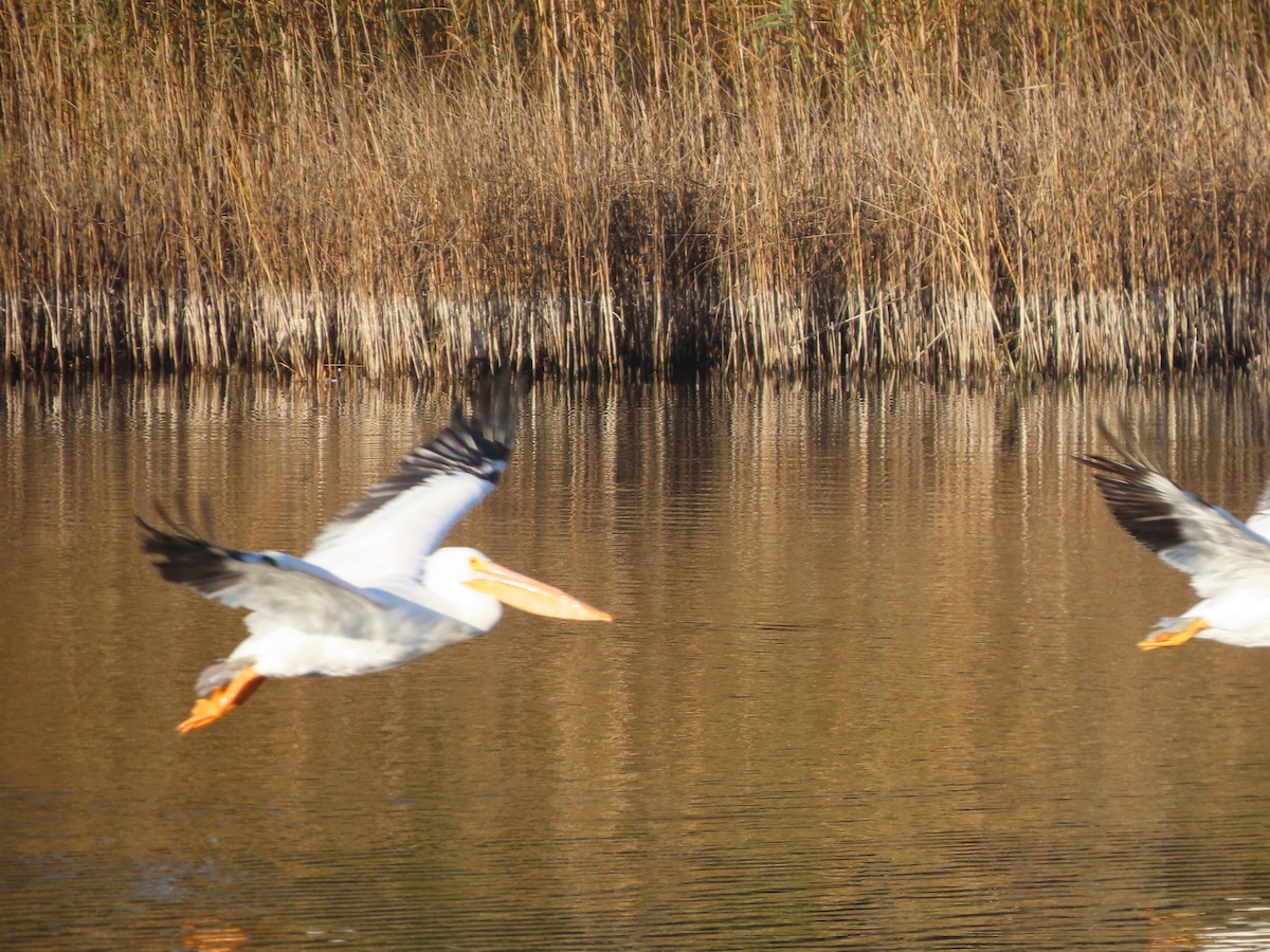 American White Pelican - ML646414061