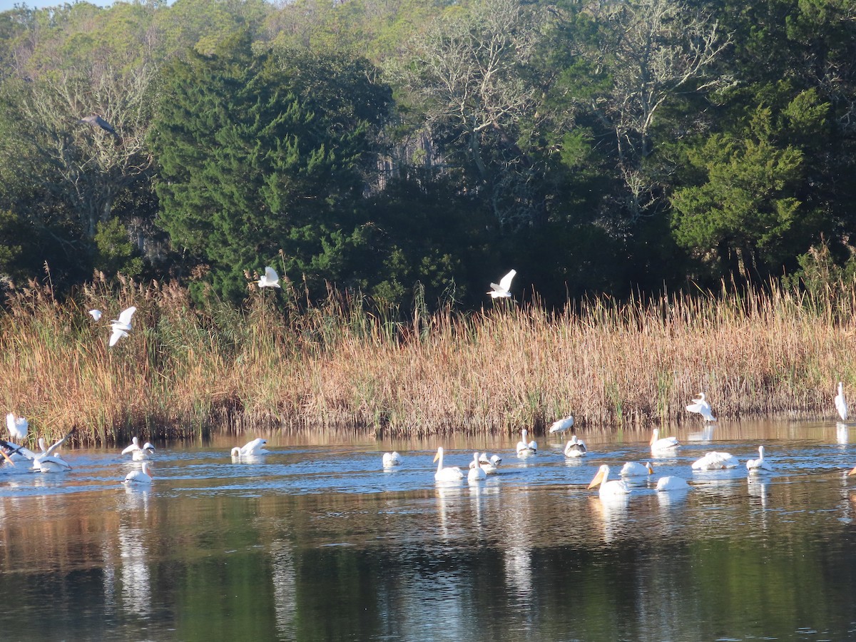American White Pelican - ML646414062