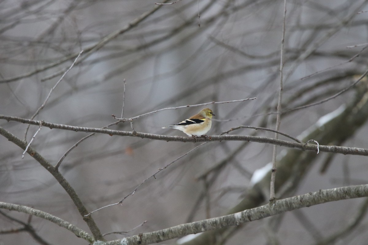 Altın İskete - ML646414063