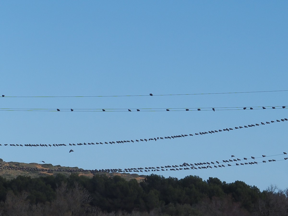 Rock Pigeon (Feral Pigeon) - ML646414064