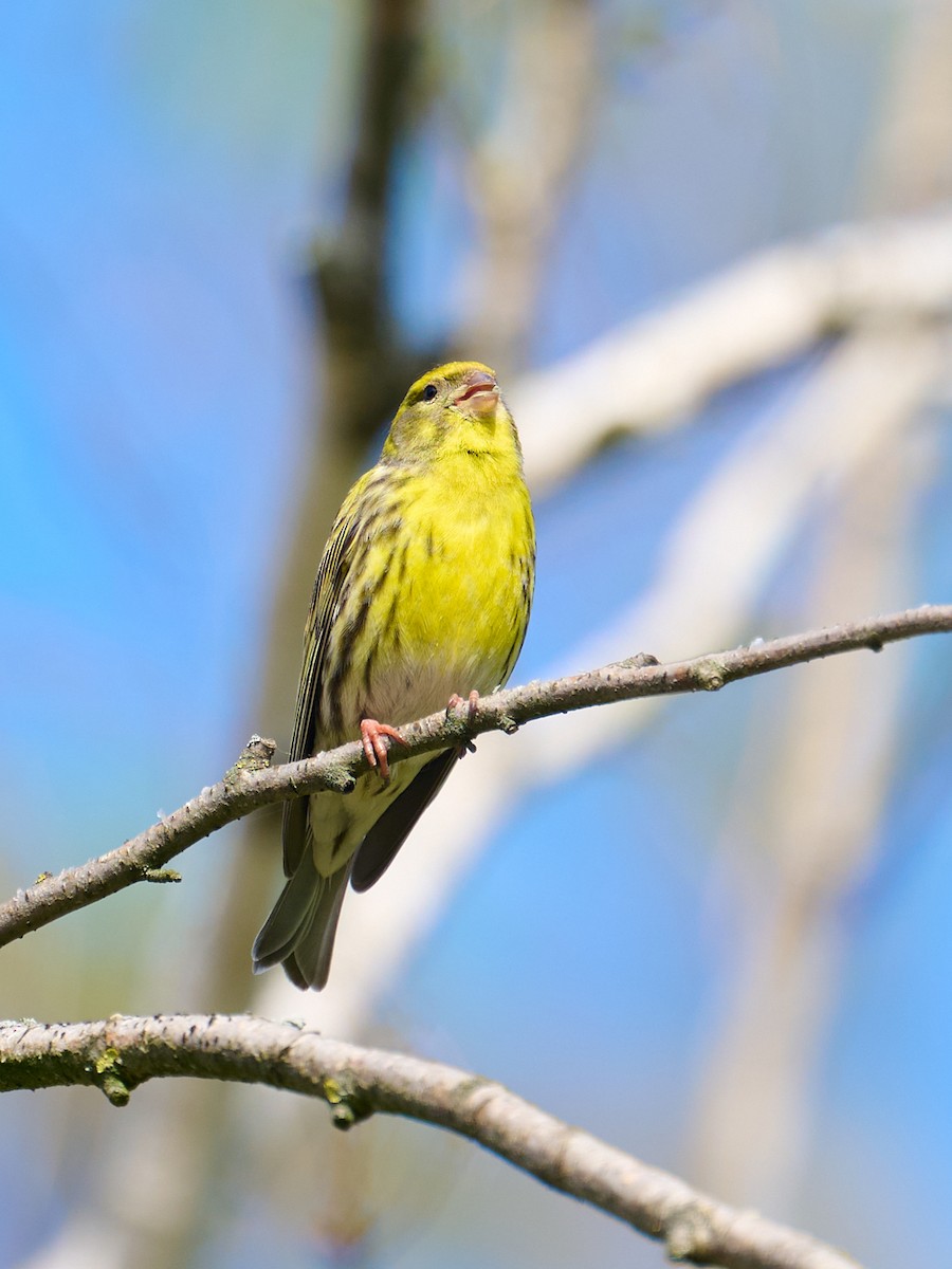 בזבוז אירופי - ML646414065
