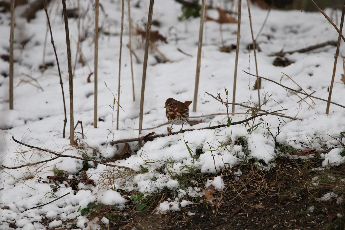 ゴマフスズメ - ML646414066