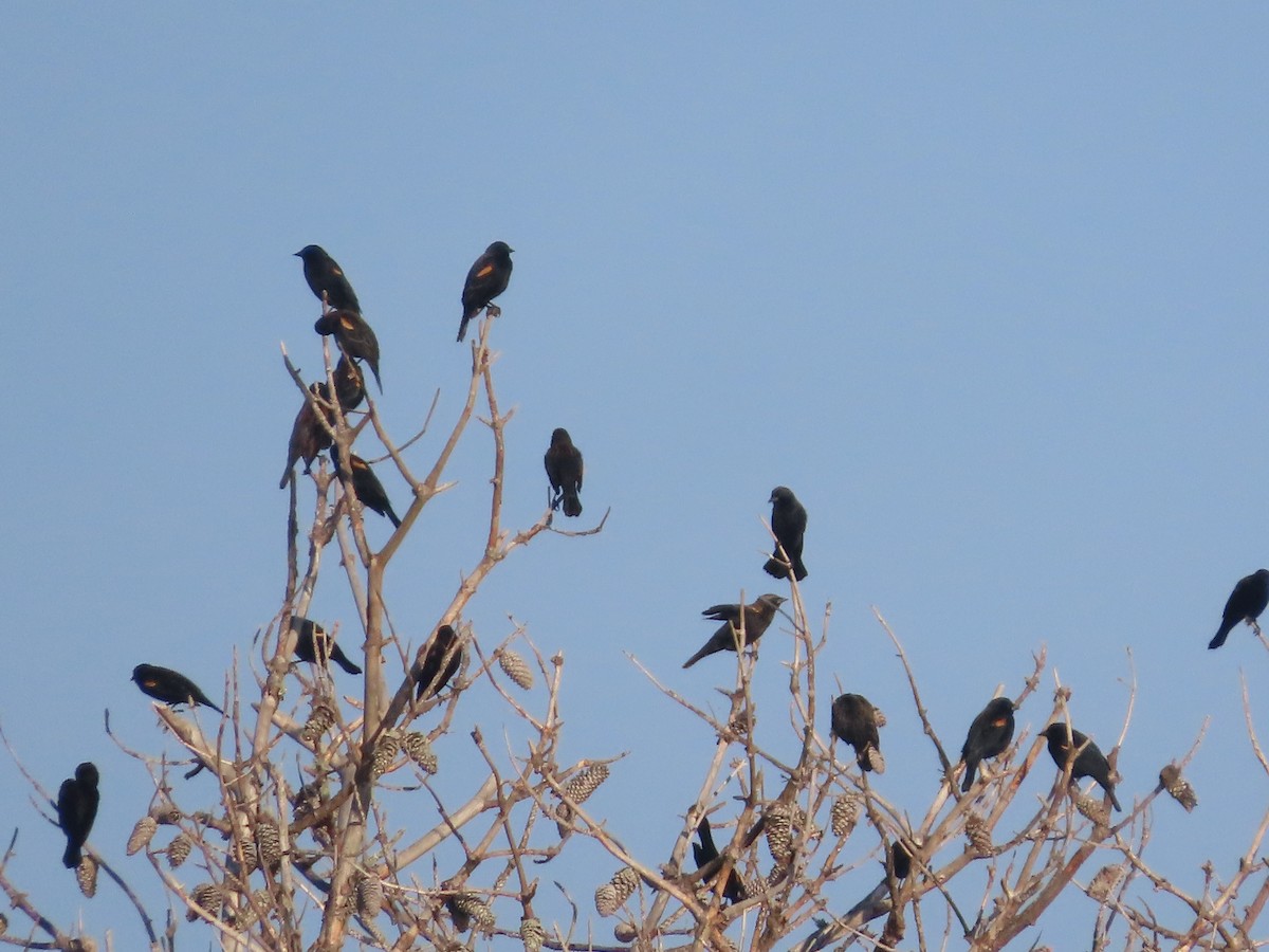 Red-winged Blackbird - ML646414067