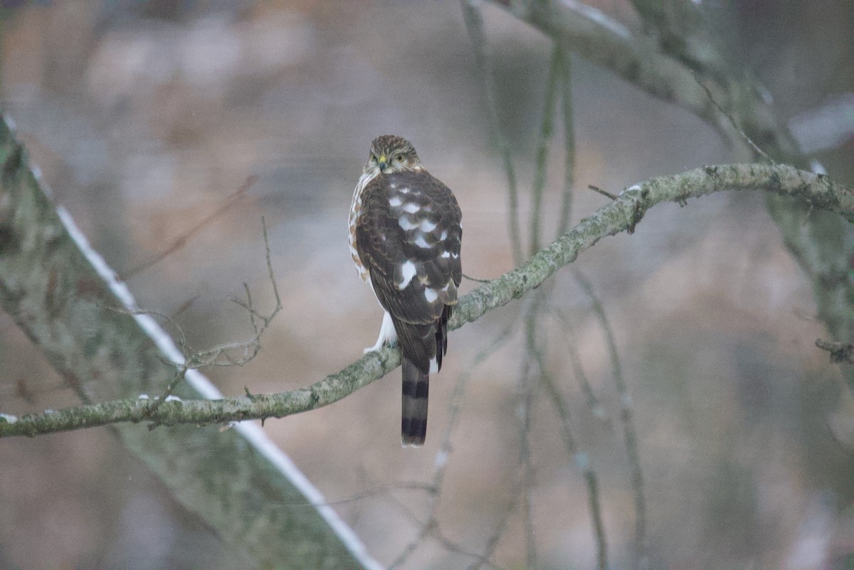 Sharp-shinned Hawk - ML646414071