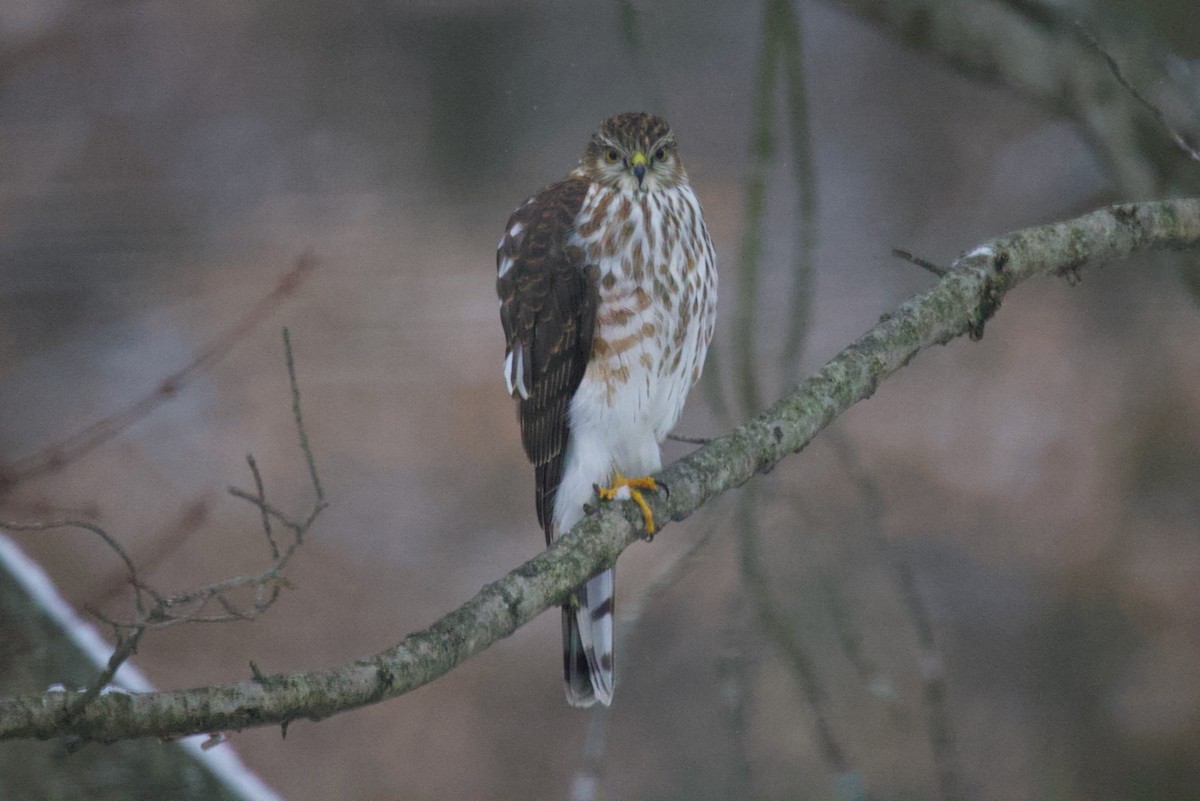 Sharp-shinned Hawk - ML646414072