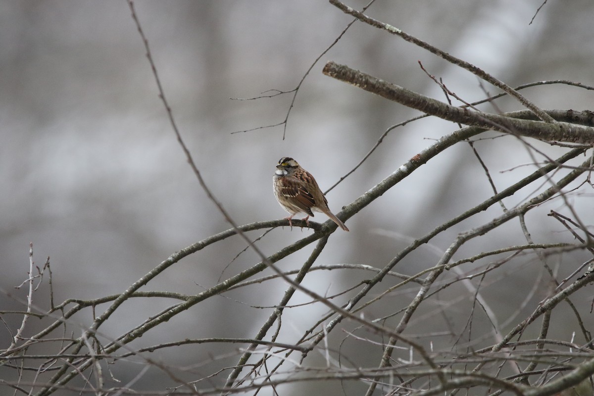 White-throated Sparrow - ML646414075