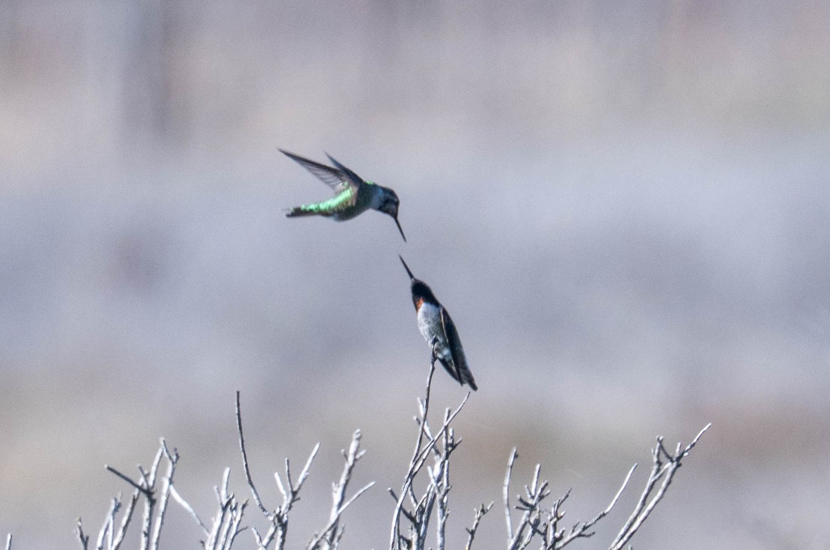 Anna's Hummingbird - ML646414077