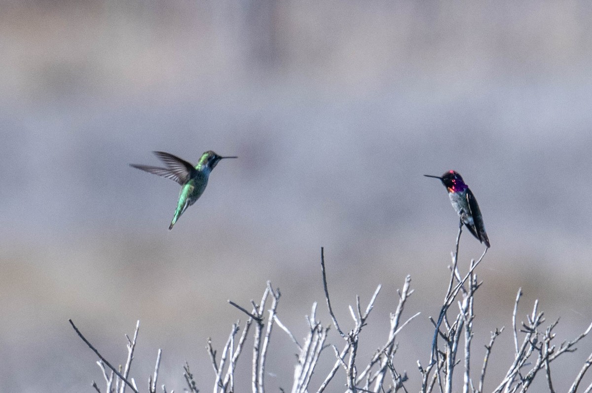 Anna's Hummingbird - ML646414078