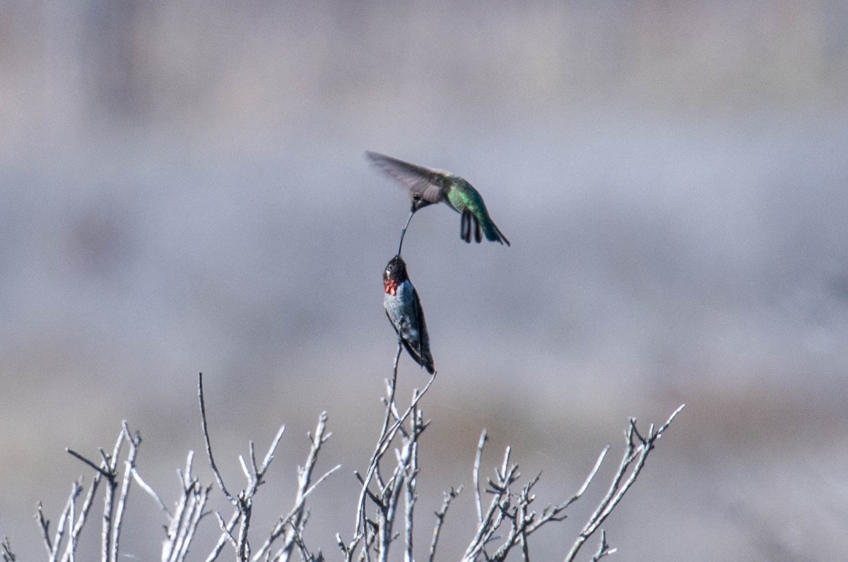 Anna's Hummingbird - ML646414079