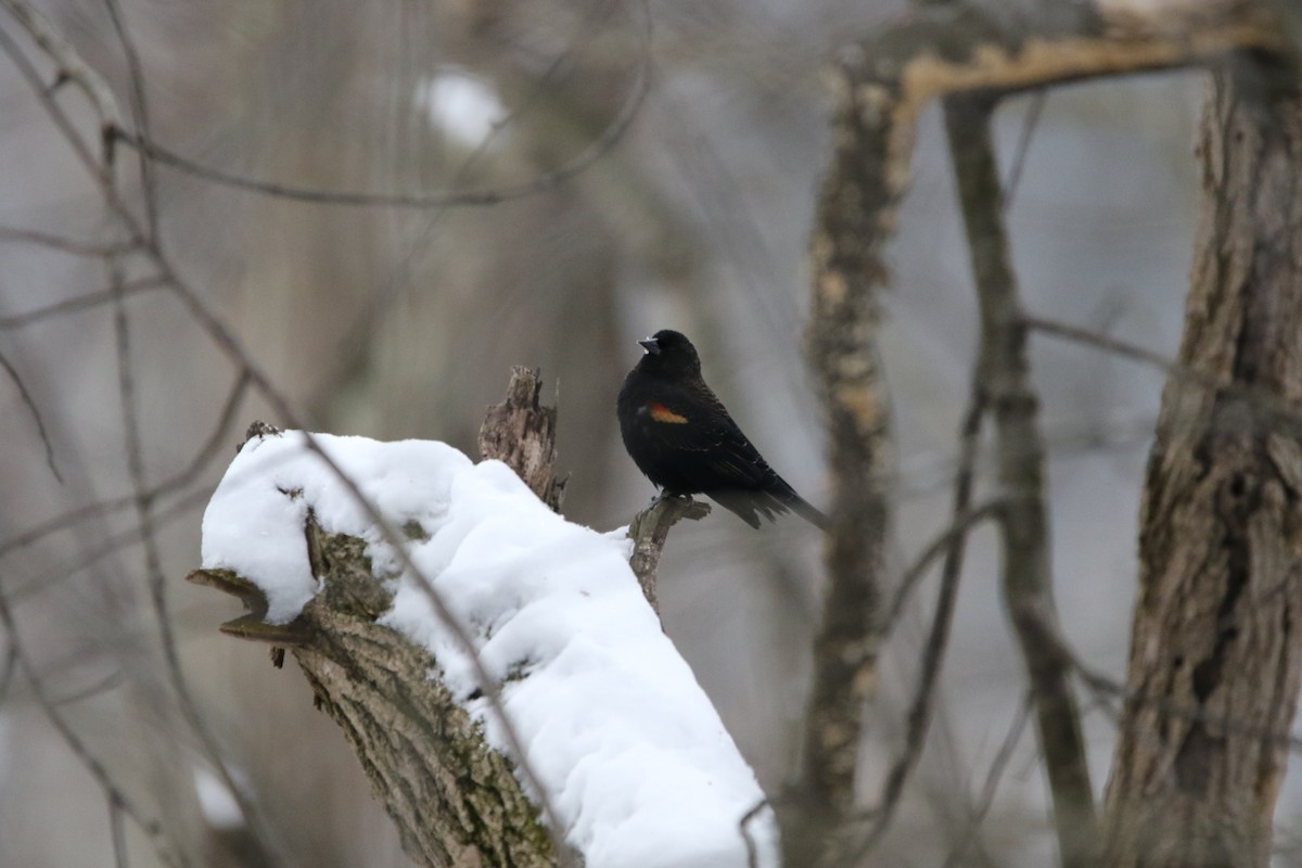 Red-winged Blackbird - ML646414083