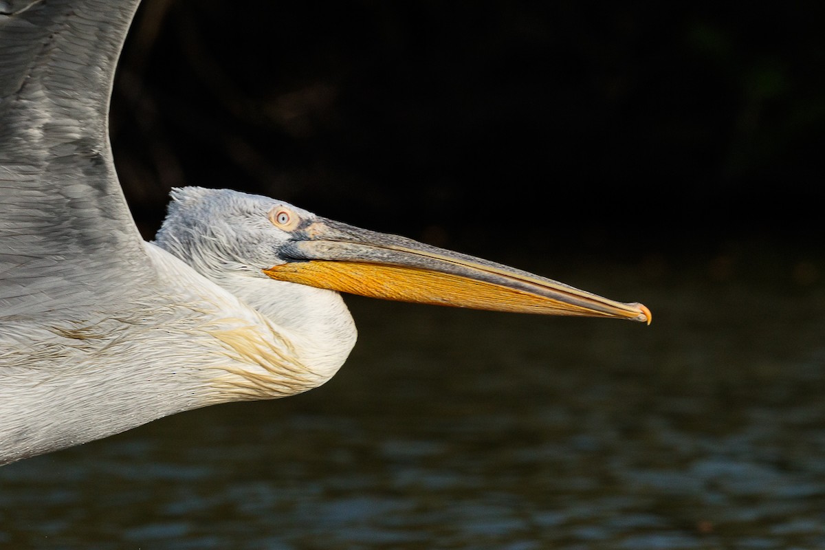 Dalmatian Pelican - ML646414084