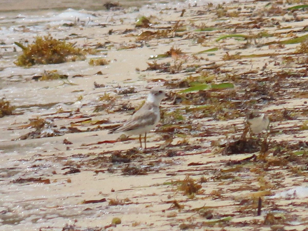 Piping Plover - ML646414086