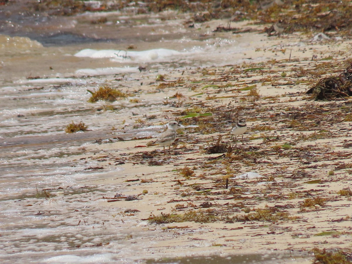 Piping Plover - ML646414087
