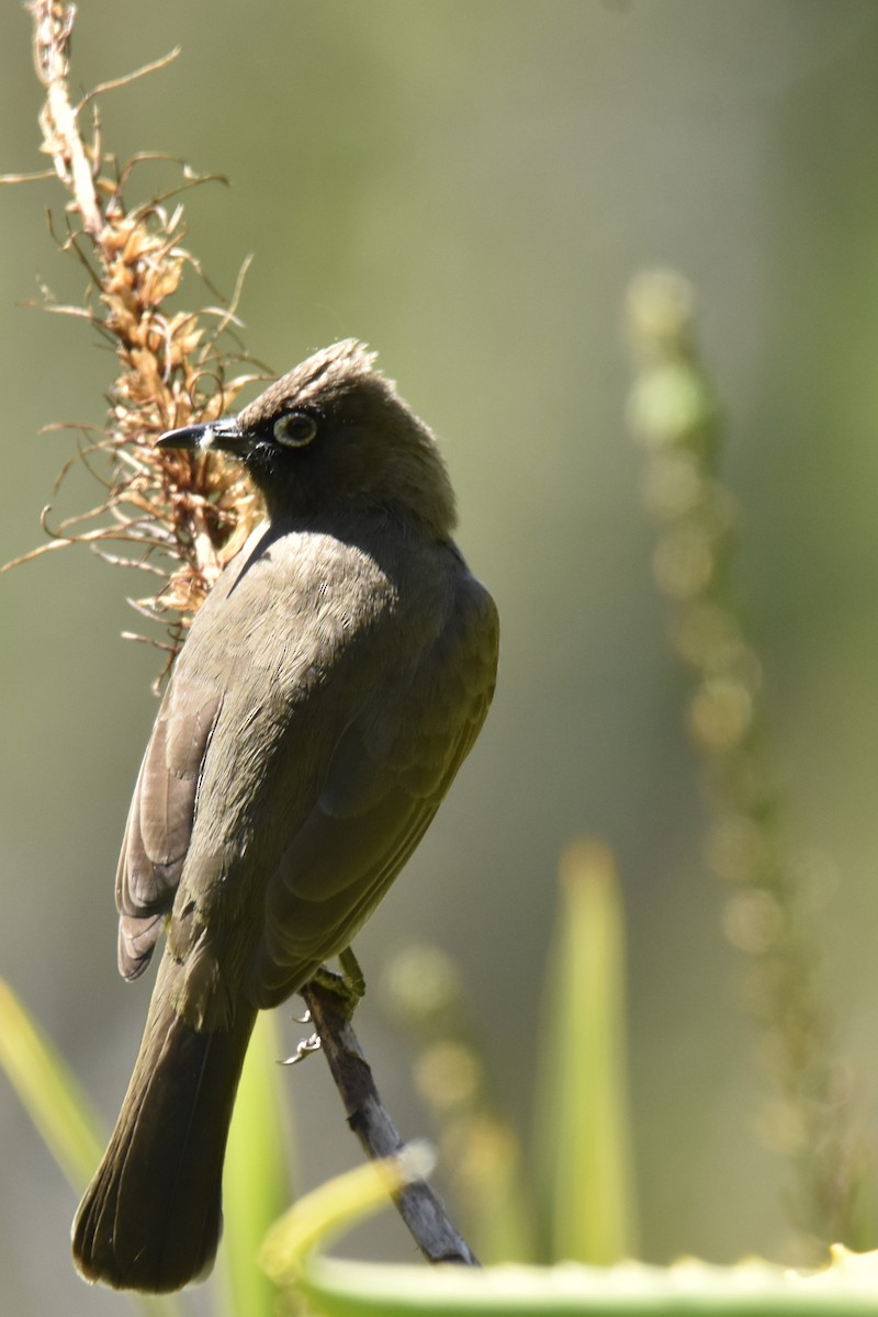 Cape Bulbul - ML646414088